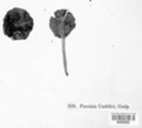 Puccinia umbilici image